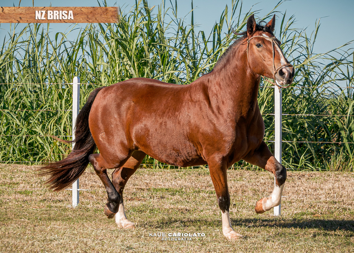 NZ BRISA