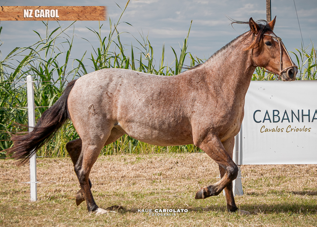 NZ CAROL