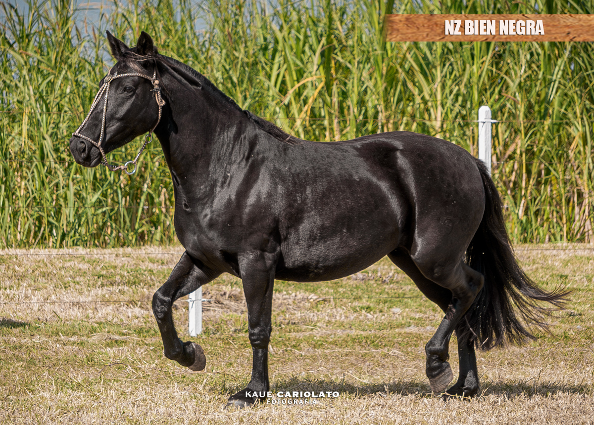 NZ BIEN NEGRA