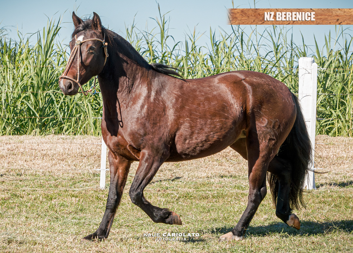 NZ BERENICE 