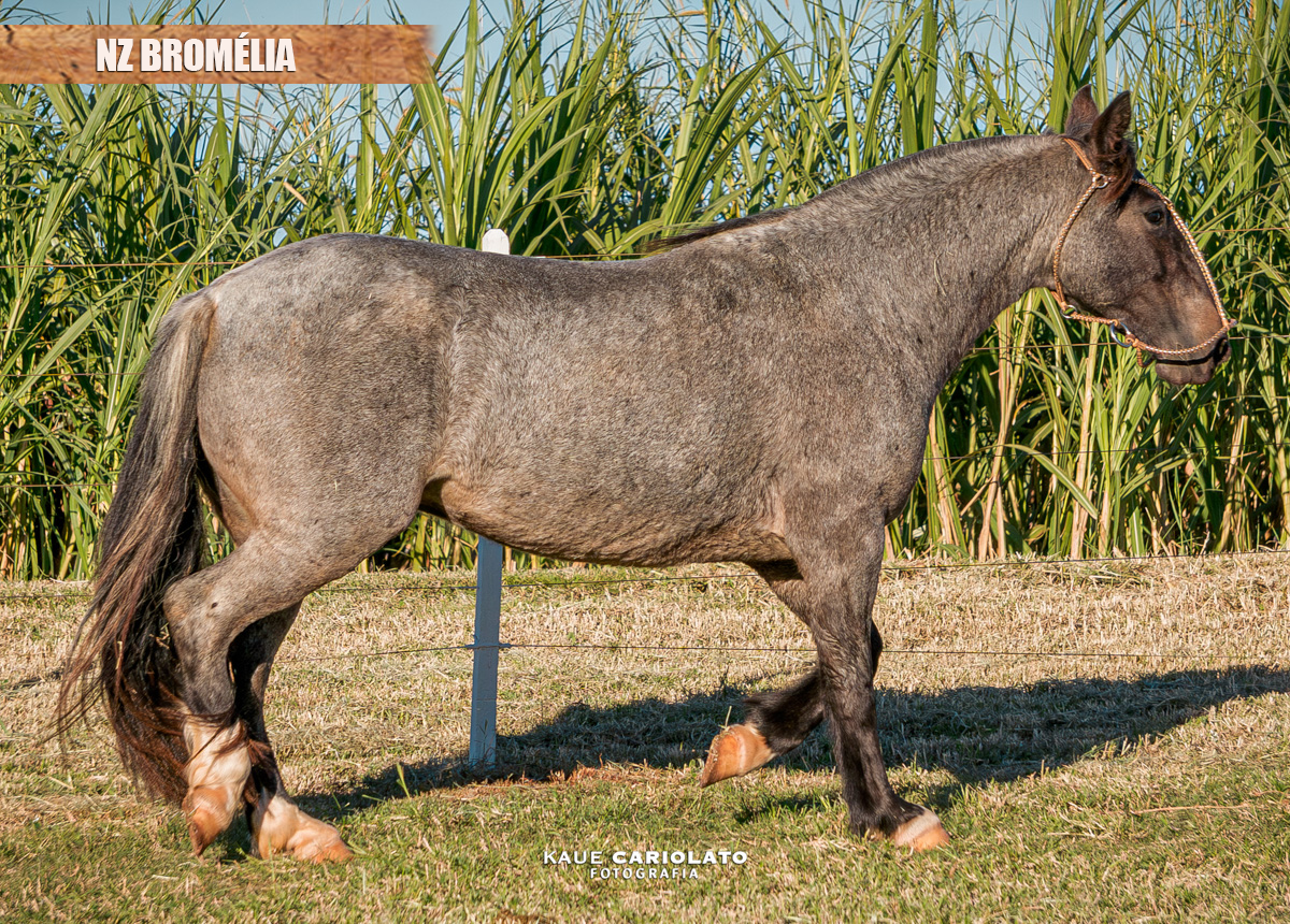 NZ BROMÉLIA