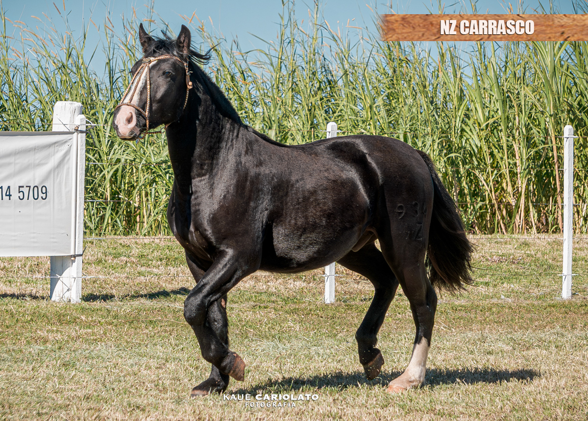 NZ CARRASCO