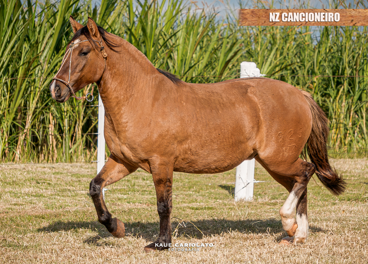 NZ CANCIONEIRO
