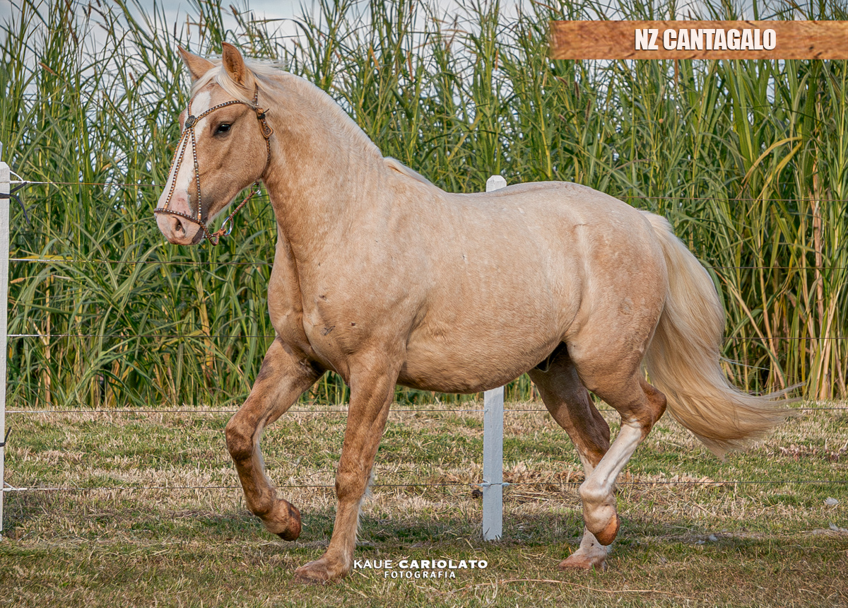 NZ CANTAGALO