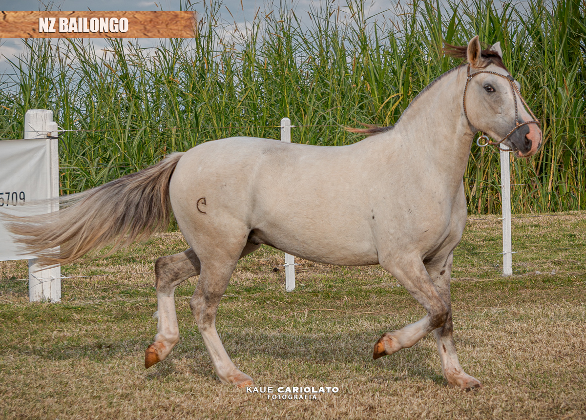 NZ BAILONGO