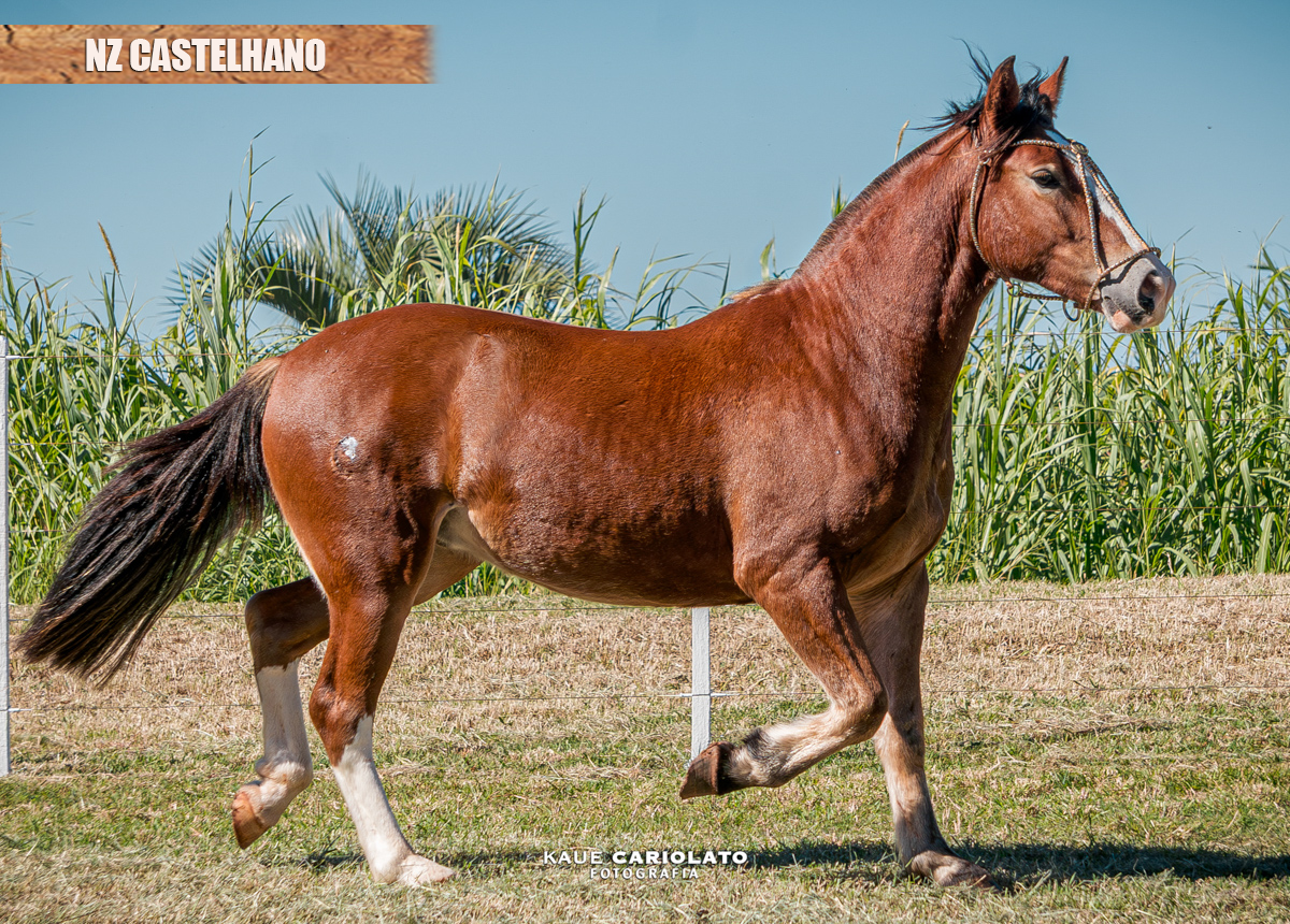 NZ CASTELHANO