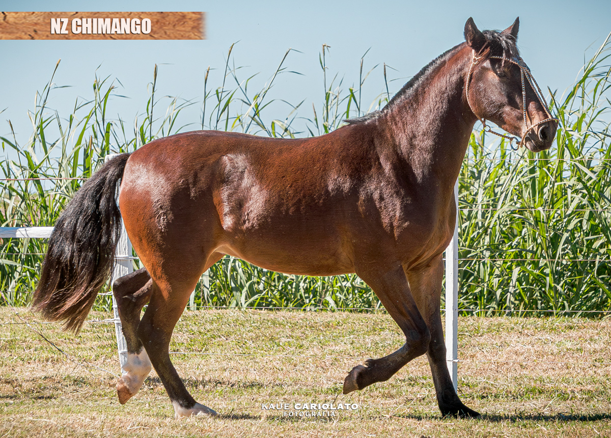 NZ CHIMANGO