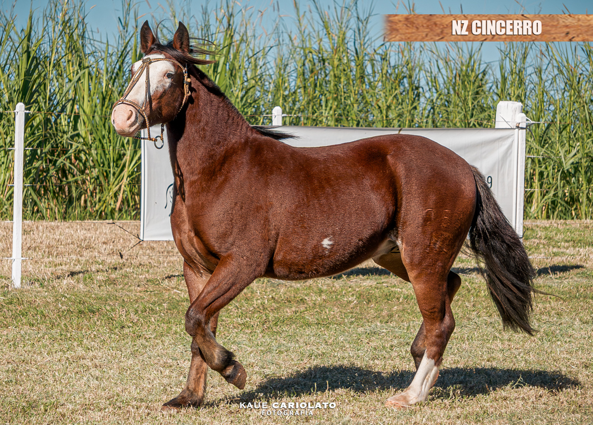 NZ CINCERRO
