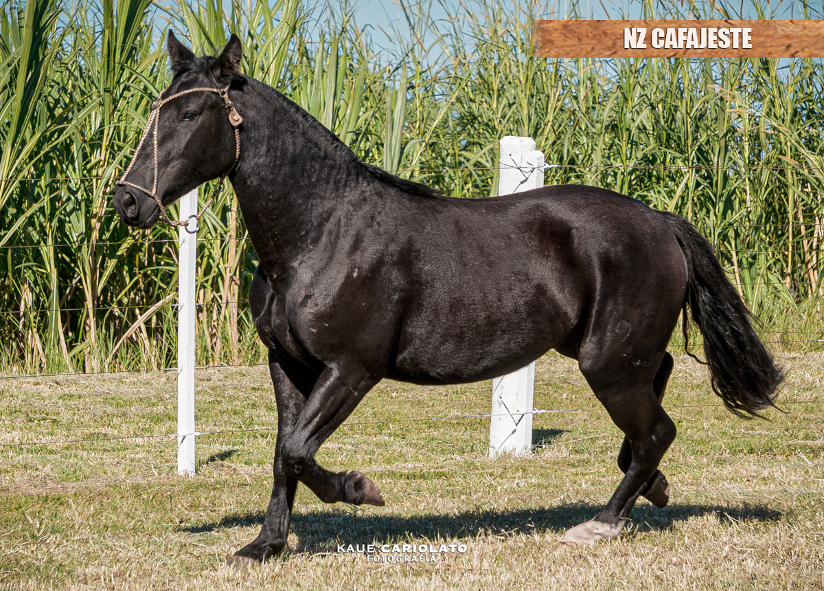 NZ CAFAJESTE