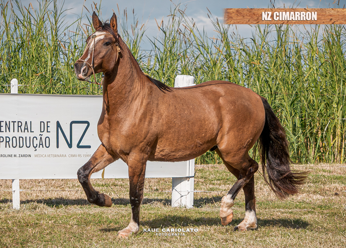NZ CIMARRON