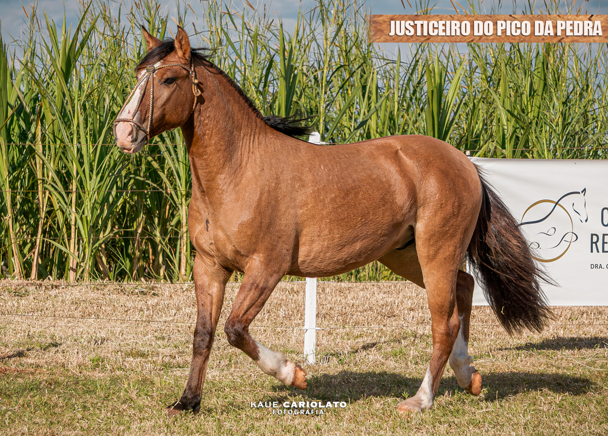 JUSTICEIRO DO PICO DA PEDRA