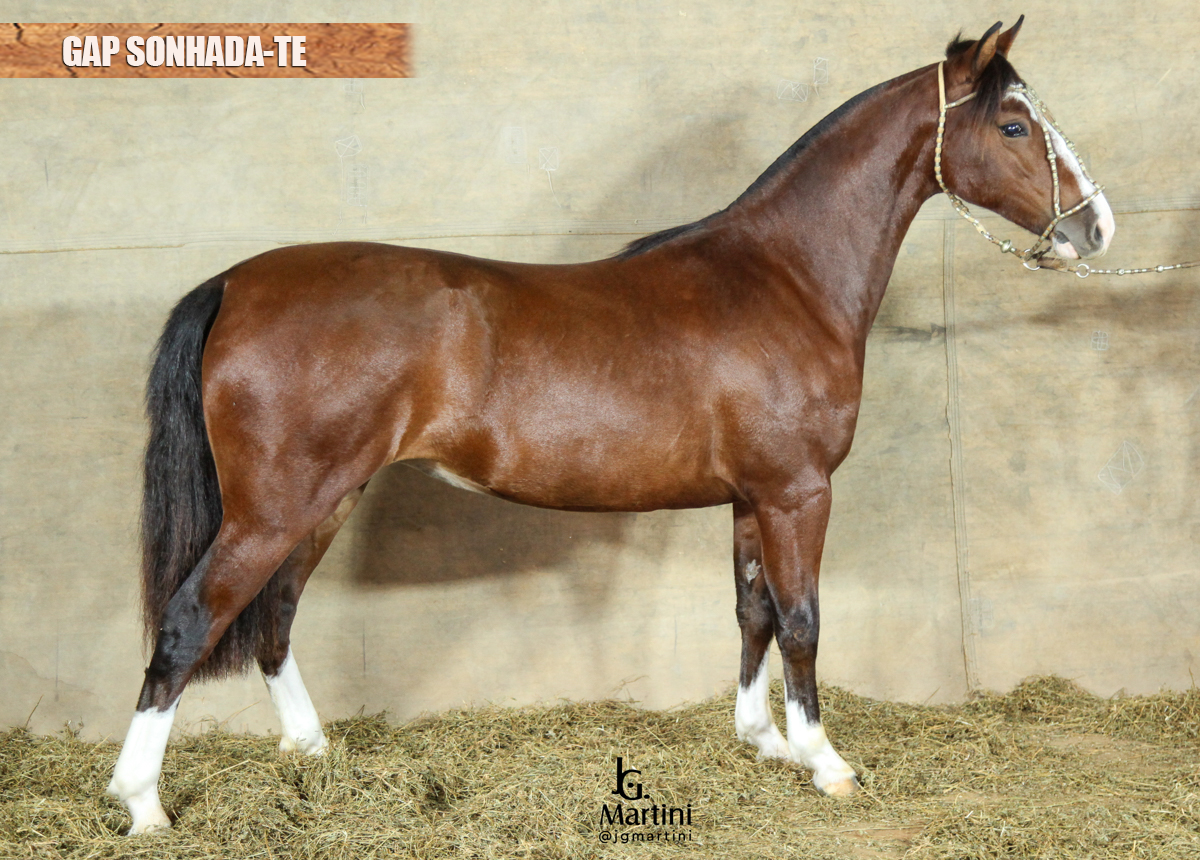 GAP SONHADA-TE