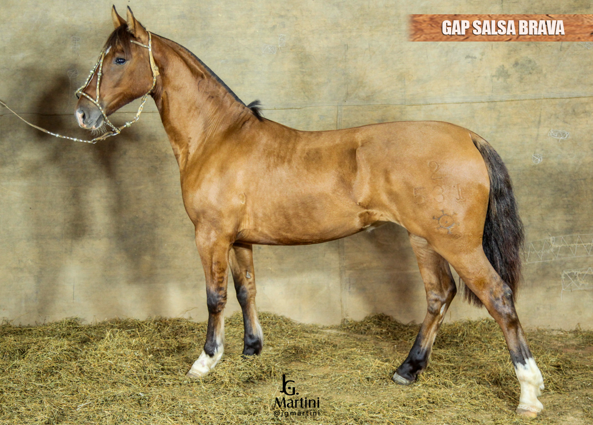 GAP SALSA BRAVA