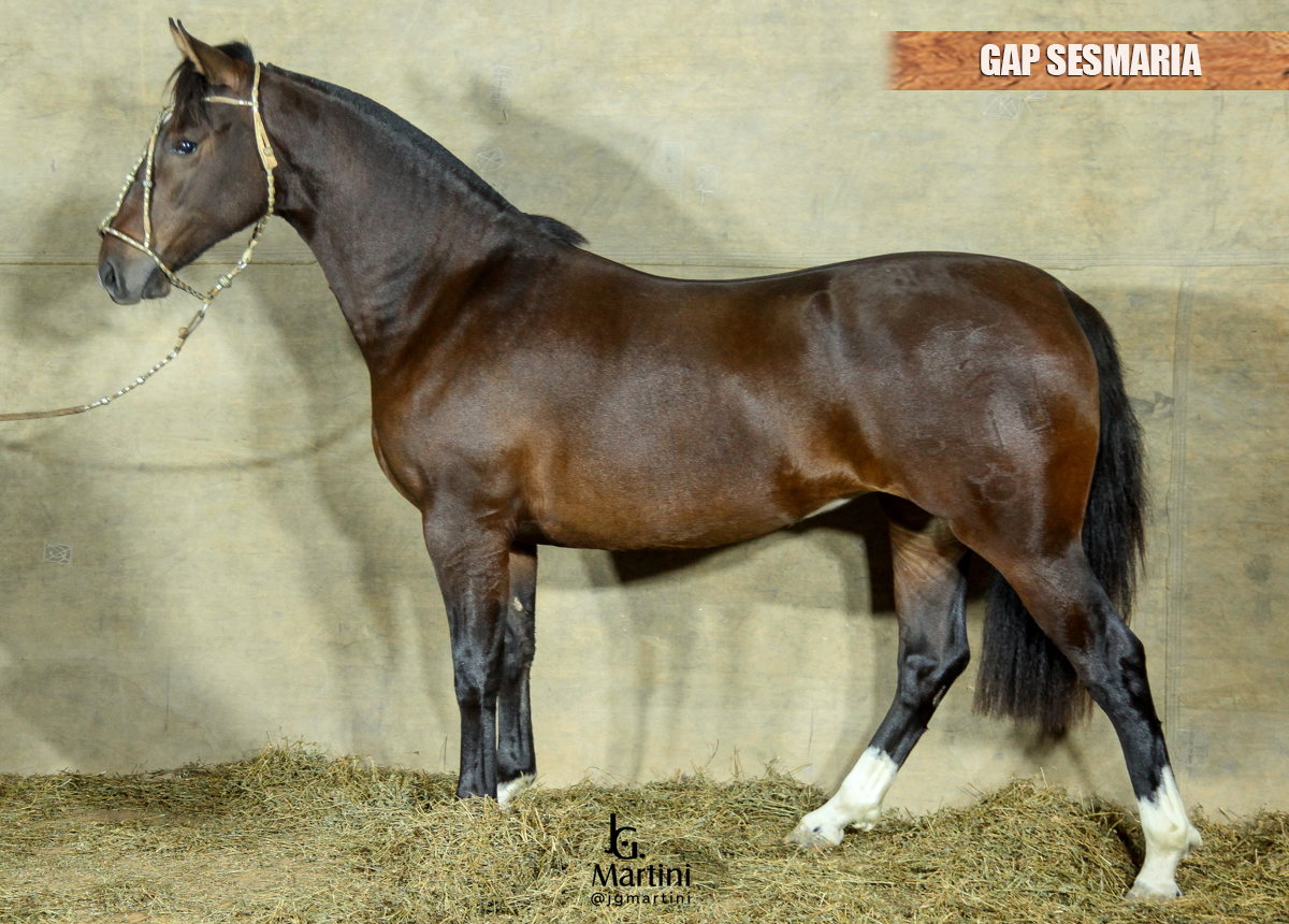 GAP SESMARIA