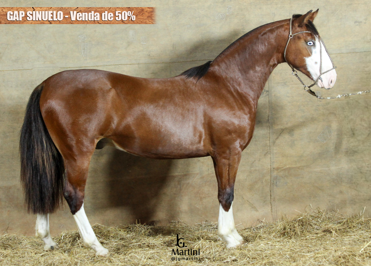 GAP SINUELO - Cota de 50%