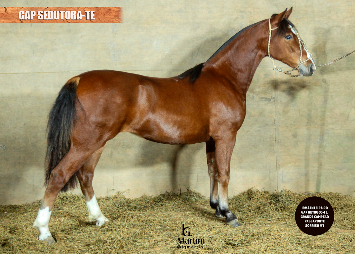 GAP SEDUTORA-TE