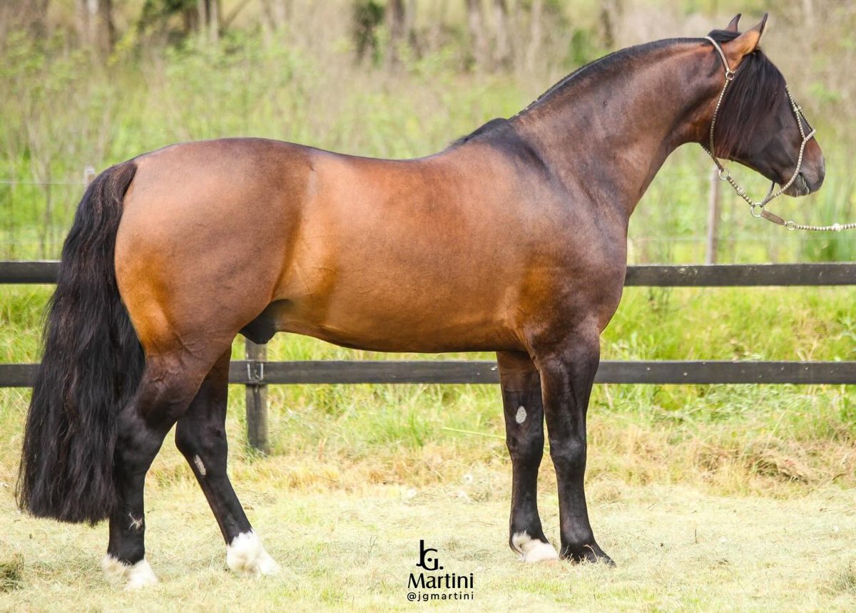 GAP OESTE - TE