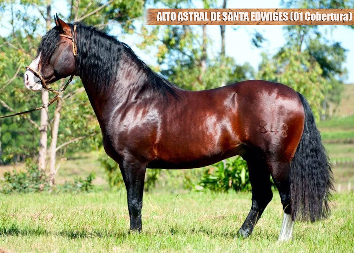 ALTO ASTRAL DE SANTA EDWIGES (01 Cobertura)