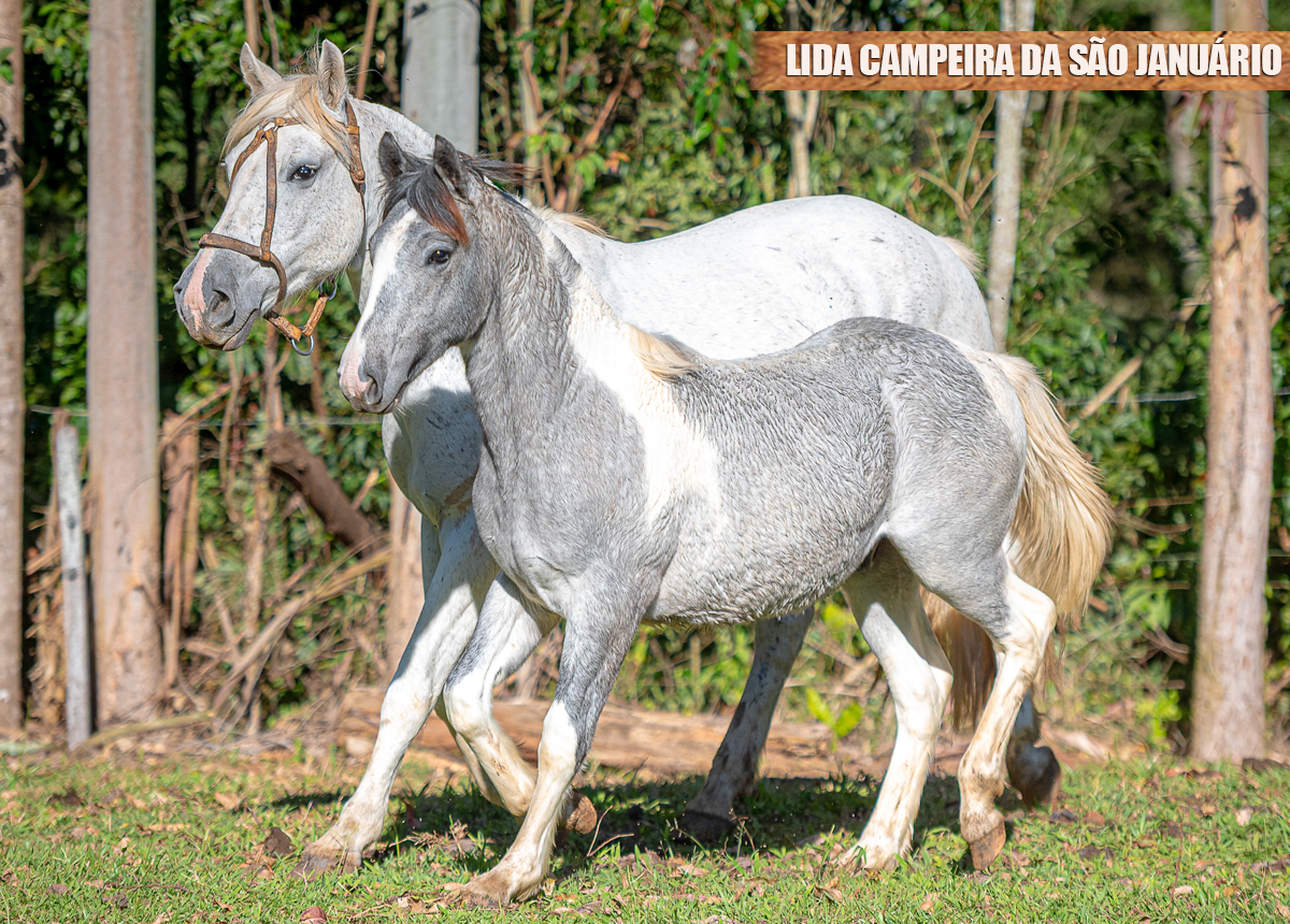 LIDA CAMPEIRA DA SÃO JANUÁRIO