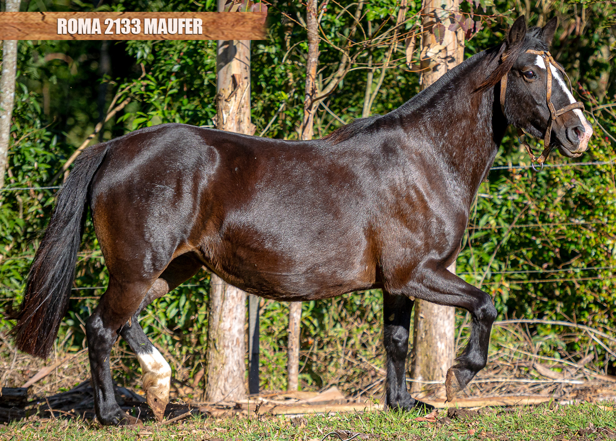 ROMA 2133 MAUFER