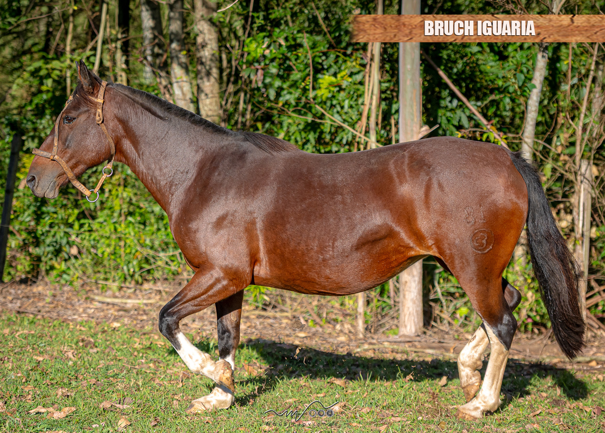BRUCH IGUARIA