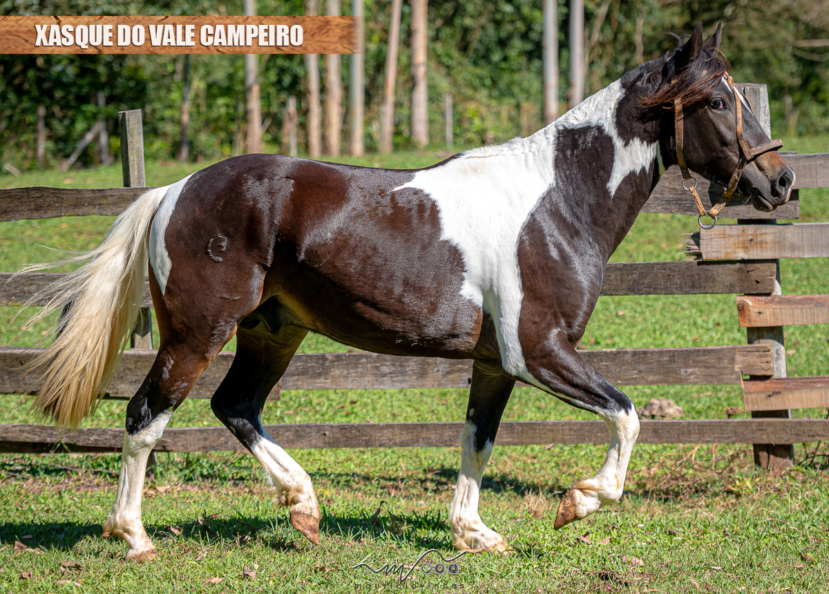 XASQUE DO VALE CAMPEIRO