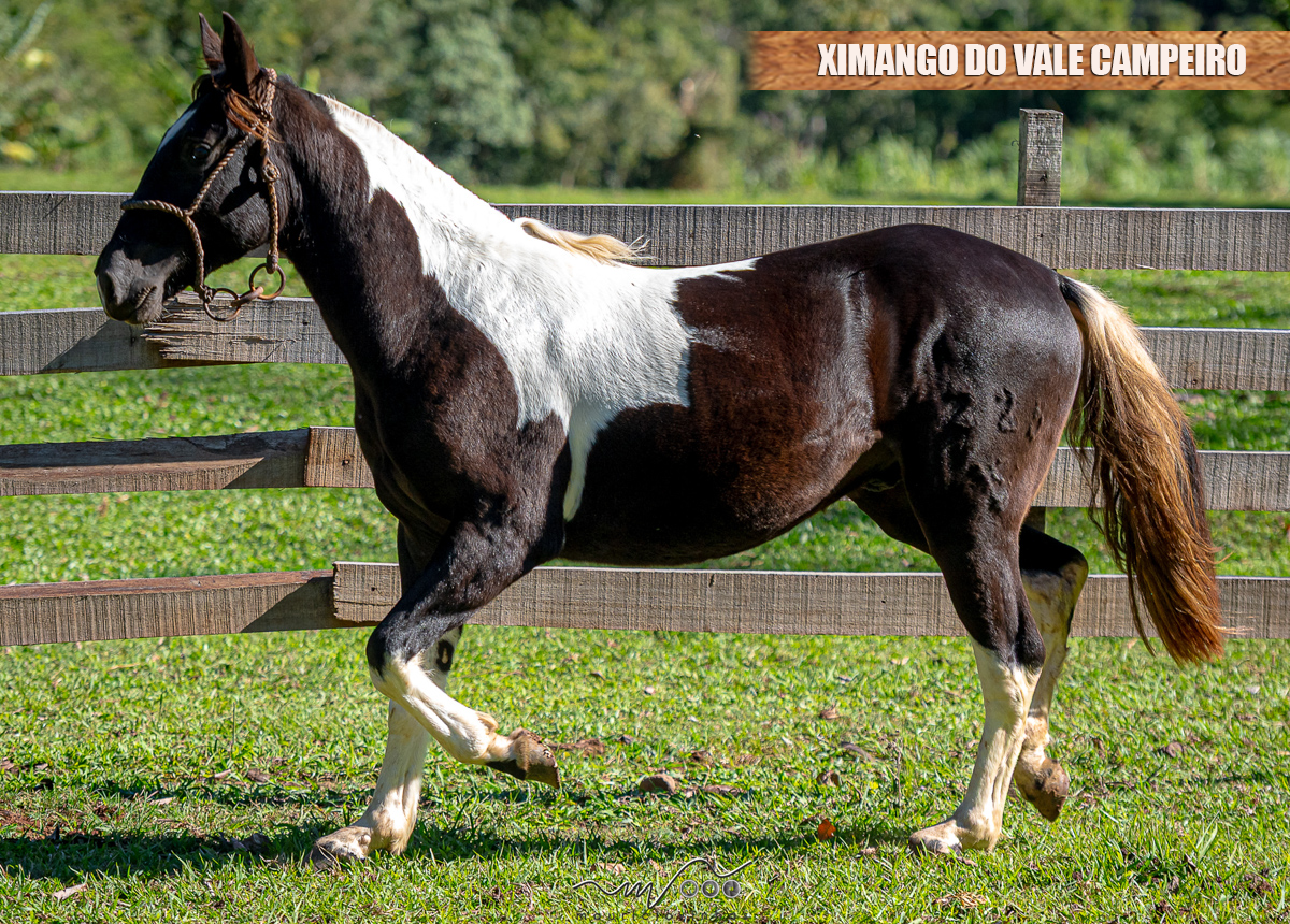 XIMANGO DO VALE CAMPEIRO