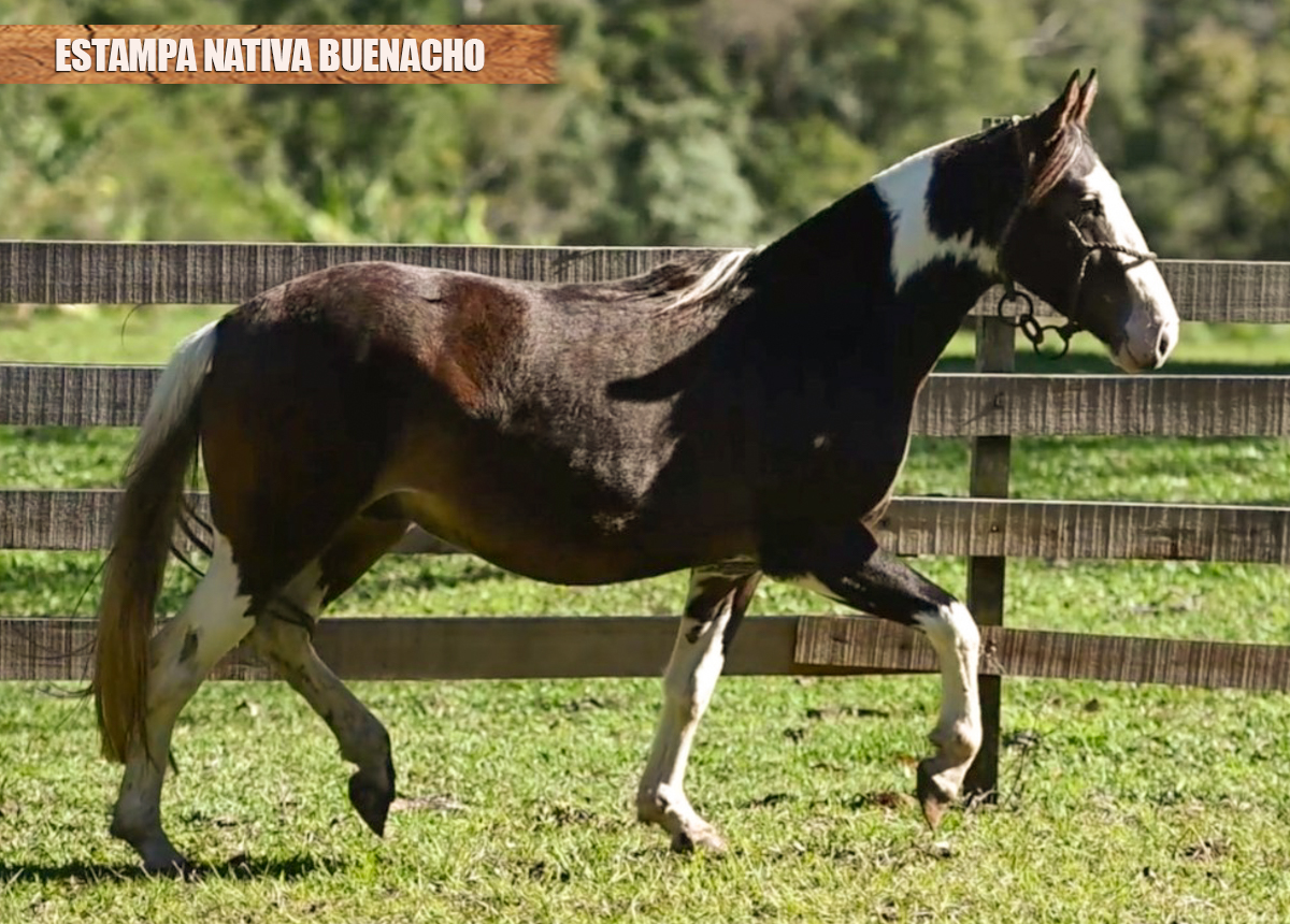 ESTAMPA NATIVA BUENACHO