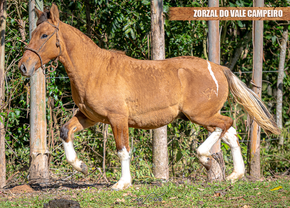 ZORZAL DO VALE CAMPEIRO