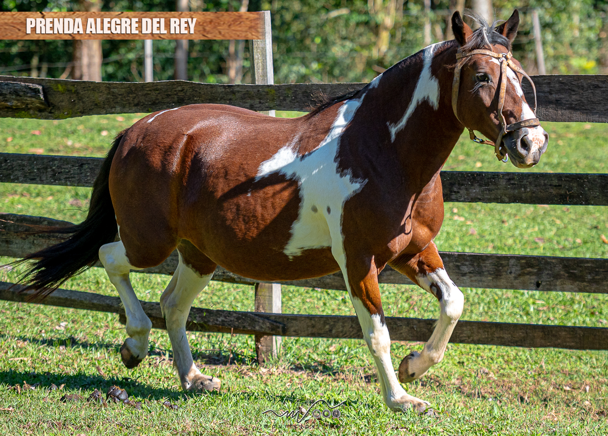 PRENDA ALEGRE DEL REY