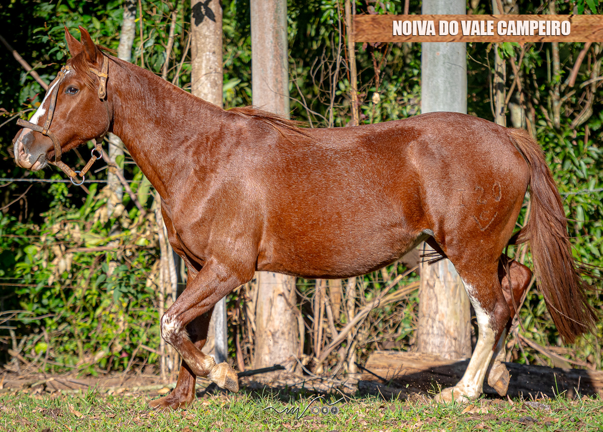NOIVA DO VALE CAMPEIRO