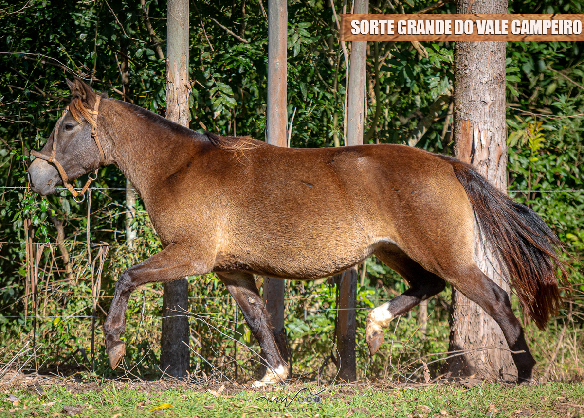 SORTE GRANDE DO VALE CAMPEIRO