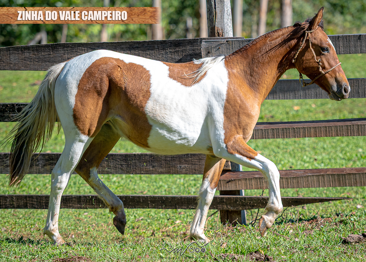 ZINHA DO VALE CAMPEIRO