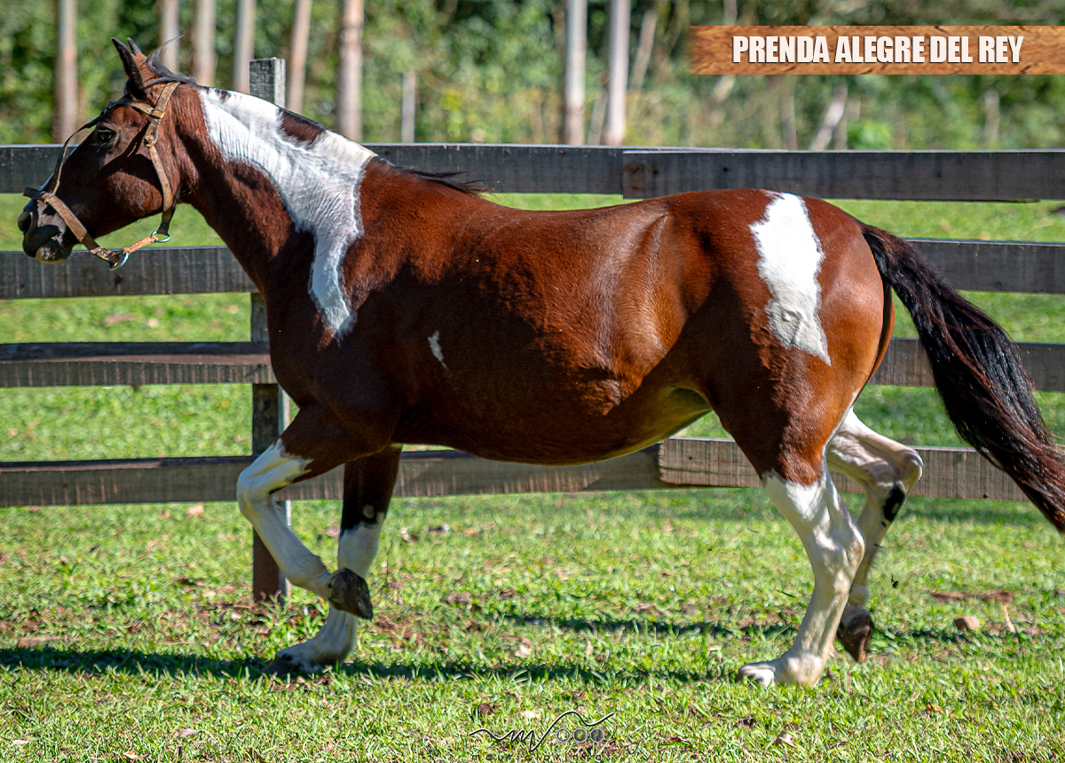 PRENDA ALEGRE DEL REY