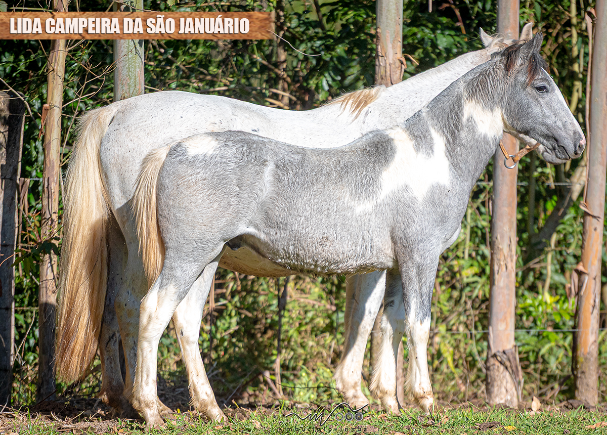 LIDA CAMPEIRA DA SÃO JANUÁRIO