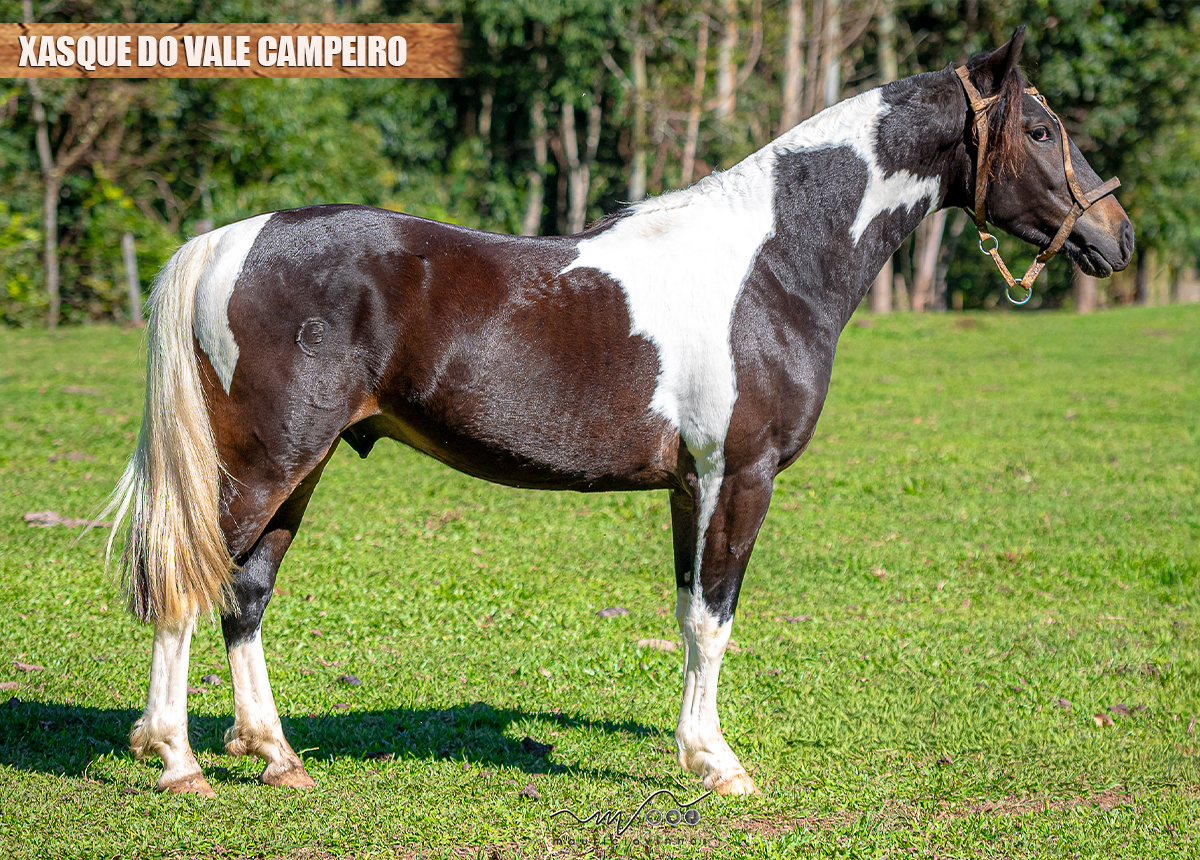 XASQUE DO VALE CAMPEIRO