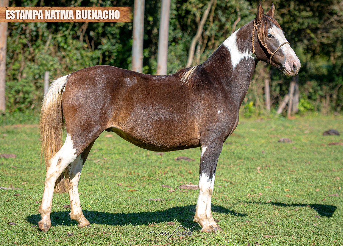 ESTAMPA NATIVA BUENACHO