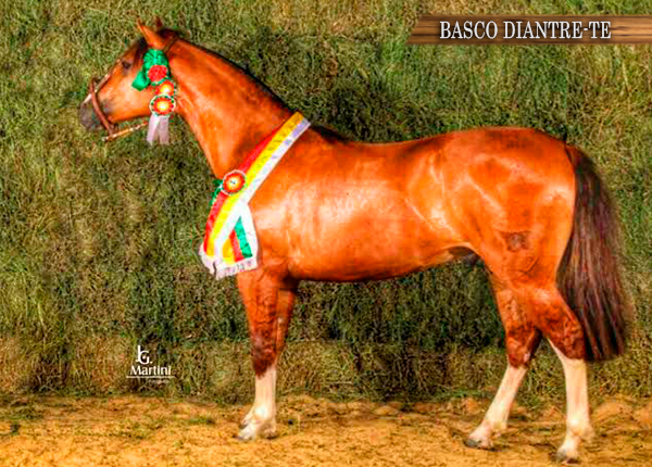 BASCO DIANTRE-TE