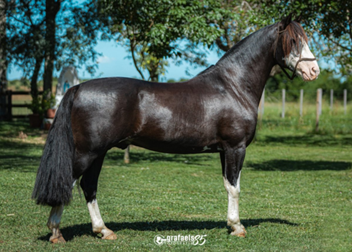 PAMPEIRO DE SANTO ANICETO