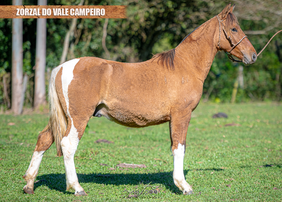 ZORZAL DO VALE CAMPEIRO
