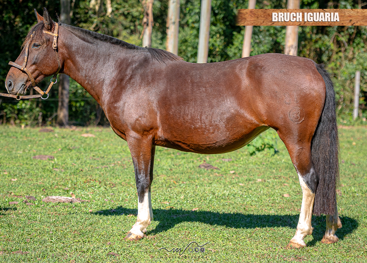 BRUCH IGUARIA