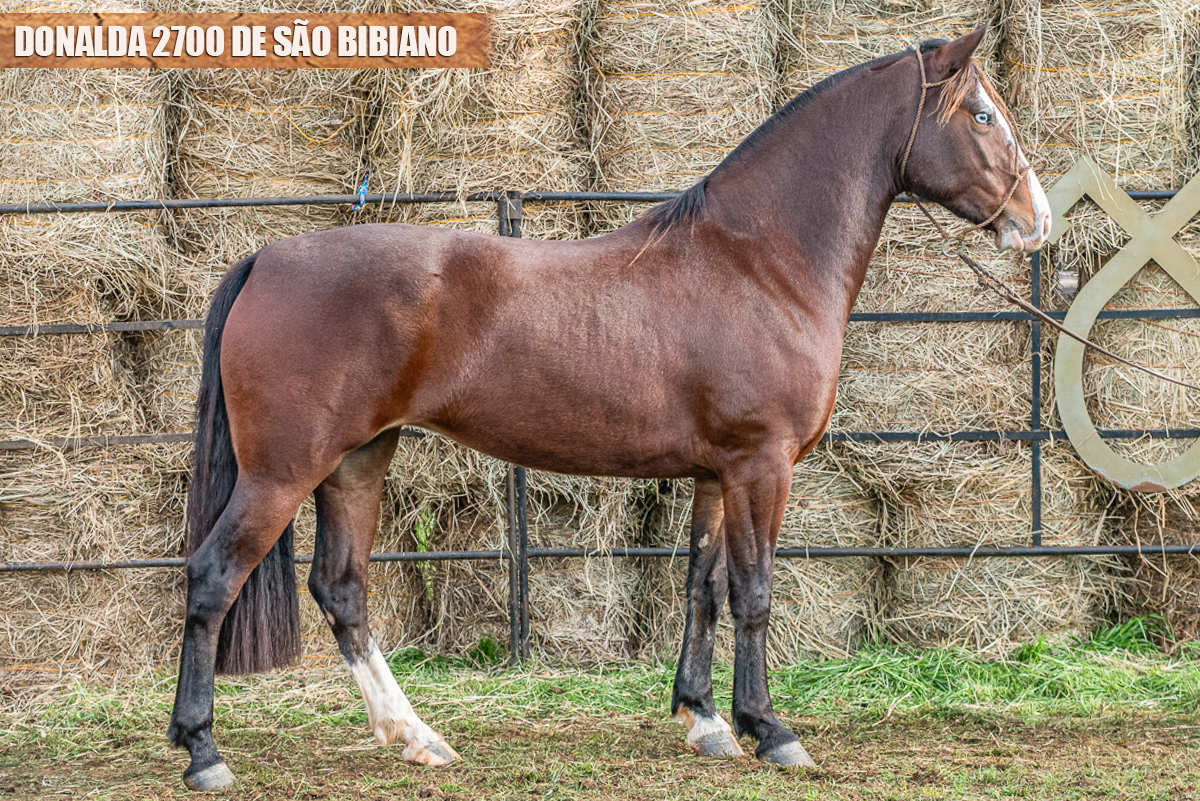 DONALDA 2700 DE SÃO BIBIANO