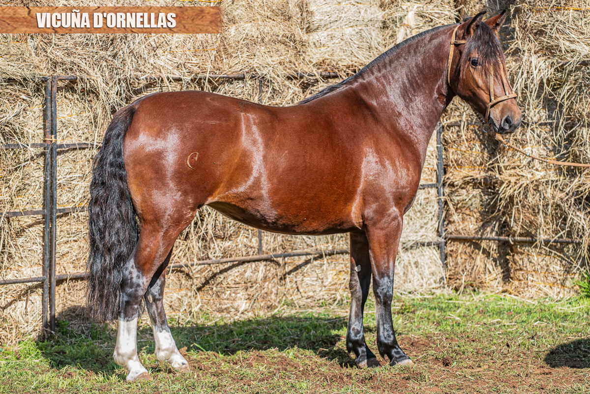 VICUÑA D'ORNELLAS