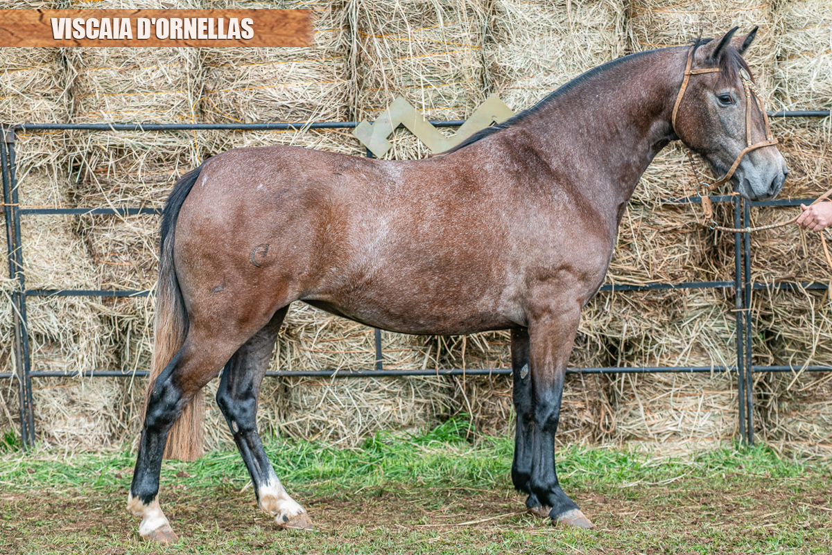 VISCAIA D'ORNELLAS
