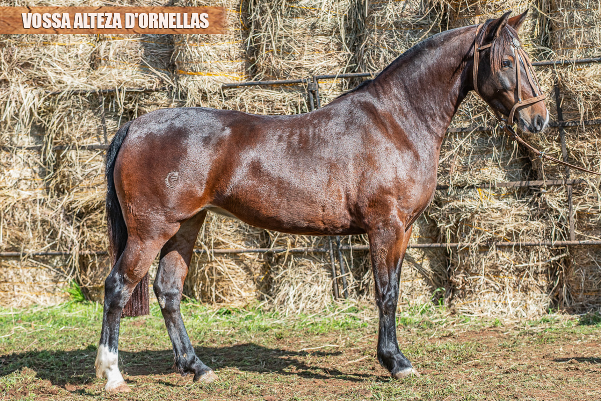 VOSSA ALTEZA D'ORNELLAS