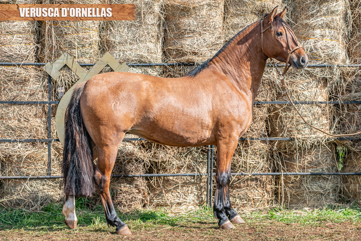 VERUSCA D'ORNELLAS