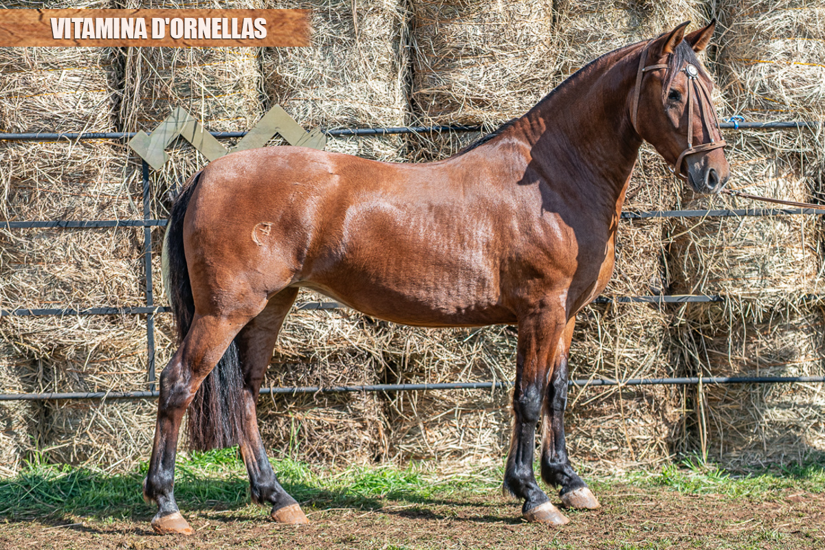 VITAMINA D'ORNELLAS