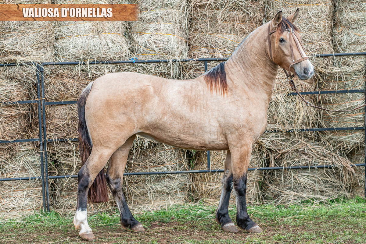 VALIOSA D'ORNELLAS