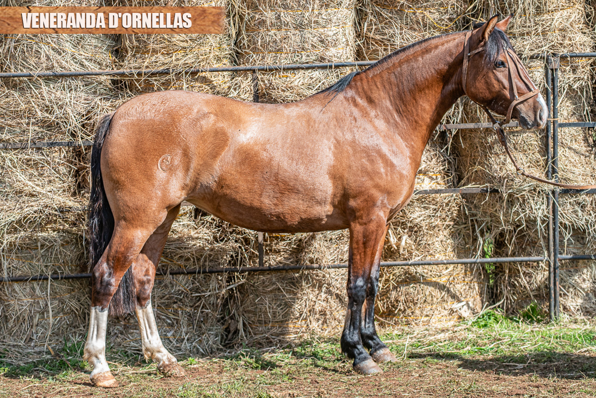 VENERANDA D'ORNELLAS