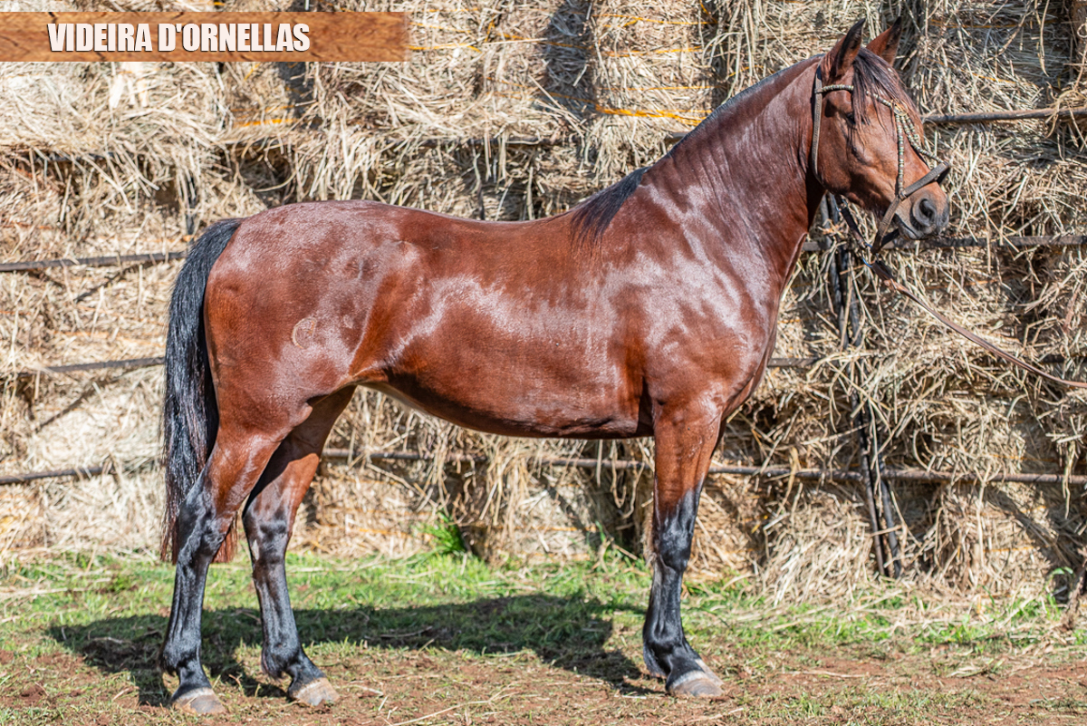 VIDEIRA D'ORNELLAS